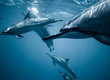 九游体育入口-国际乒联单打世界杯 王楚钦横扫约内斯库迎开门红